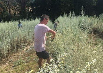 Wormwood harvest